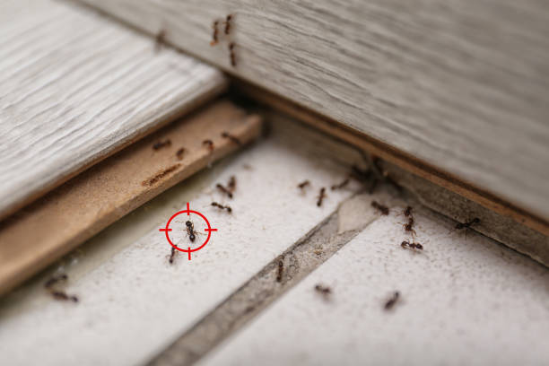 Best Emergency Pest Control  in Wickliffe, OH