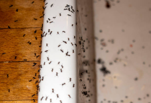 Best Pest Removal Services  in Wickliffe, OH