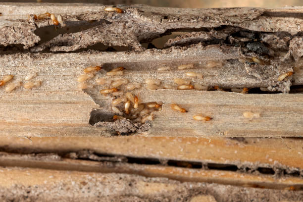 Professional Pest Control in Wickliffe, OH