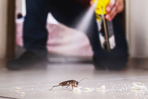 Best Rat Extermination Near Me  in Wickliffe, OH